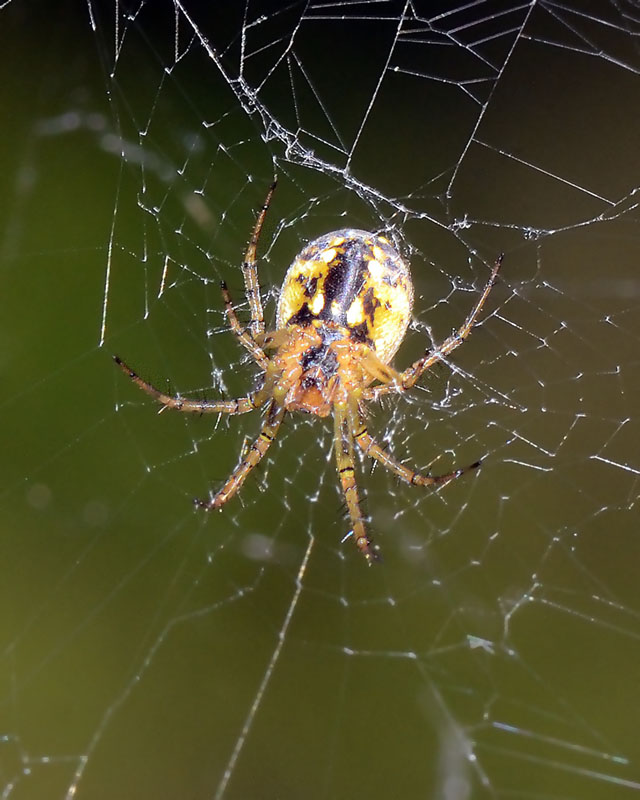 Mangora acalypha   -   L''Aquila